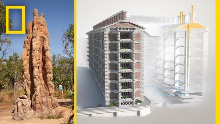 See How Termites Inspired a Building That Can Cool Itself | Decoder