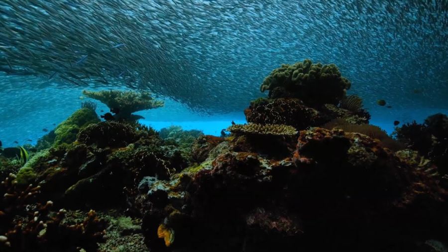 Our Planet: Hur vi kan rädda våra kustnära hav